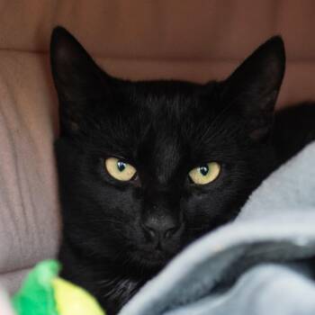 Father Mckenzie -  Domestic Short Hair Cat for Adoption in Middletown, Rhode Island - Father Mckenzie | PetCurious