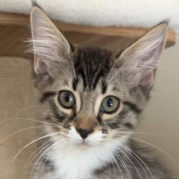 Evan -  Domestic Medium Hair Cat for Adoption in Cumming, Georgia - Evan | PetCurious
