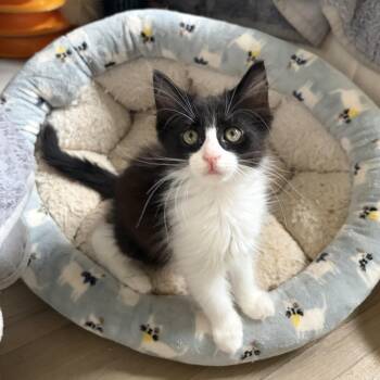 Dolly -  Domestic Long Hair and Maine Coon Cat for Adoption in Mastic, New York - Dolly | PetCurious