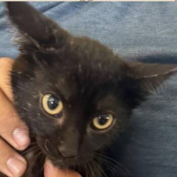 Candi -  Domestic Short Hair Cat for Adoption in Buffalo, Wyoming - Candi | PetCurious