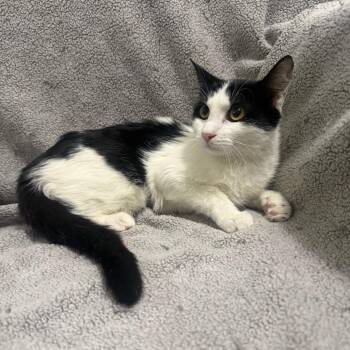 Wedge -  Domestic Short Hair Cat for Adoption in Brea, California - Wedge | PetCurious