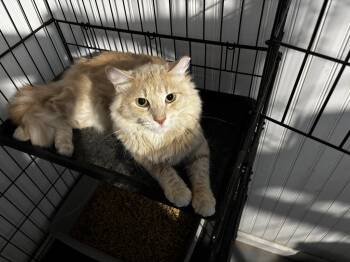 Leo -  Domestic Long Hair Cat for Adoption - Leo | PetCurious