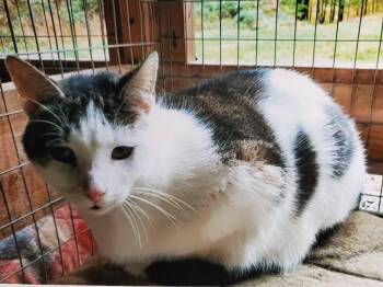 Kamryn -  Domestic Short Hair Cat Available for Adoption in Philippi, West Virginia - Kamryn | PetCurious