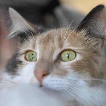Domestic Short Hair Cats Available for Adoption in Redwood City, California - Queenie | PetCurious