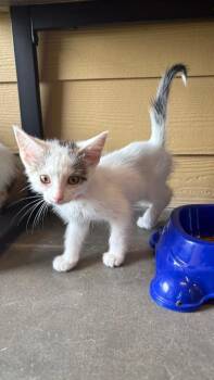 Mistral (Red) -  Domestic Short Hair Cat for Adoption in Clarksville, Tennessee - Mistral (Red) | PetCurious