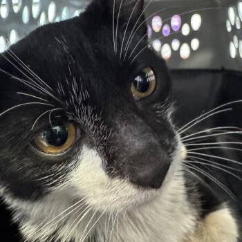 Loki -  Domestic Short Hair Cat for Adoption in Des Moines, Iowa - Loki | PetCurious