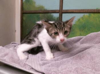 NICOLAS -  Domestic Short Hair Cat for Adoption in Houston, Texas - NICOLAS | PetCurious
