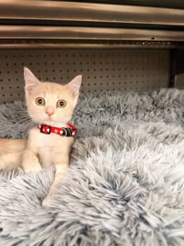 Saliba -  Domestic Short Hair Cat for Adoption in Milton, Georgia - Saliba | PetCurious