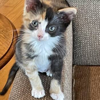 Callie -  Domestic Short Hair Cat for Adoption in Mineral Point, Wisconsin - Callie | PetCurious
