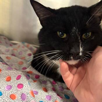 Batman -  Domestic Short Hair Cat for Adoption in Parrish, Alabama - Batman | PetCurious