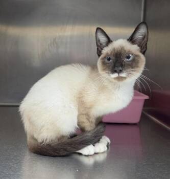 Toasted Marshmallow Catpuccino -  Siamese and Domestic Short Hair Cat for Adoption in Westland, Michigan - Toasted Marshmallow Catpuccino | PetCurious