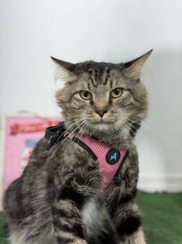 Beer-One of our Amazing Rescue Cats -  Siberian and Maine Coon Cat for Adoption in Carlsbad, California - Beer-One Of Our Amazing Rescue Cats | PetCurious