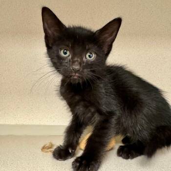 Domestic Short Hair Cats Available for Adoption in Wantagh, New York - Orca | PetCurious