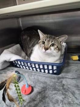 93174a Turkey -  Domestic Short Hair Cat for Adoption in North Charleston, South Carolina - 93174a Turkey | PetCurious