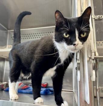 Rescue Domestic Short Hair Cats for Adoption in Kalamazoo, Michigan - SNAX | PetCurious