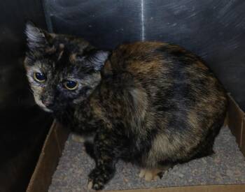 Domestic Short Hair Cats Available for Adoption - Roxy | PetCurious