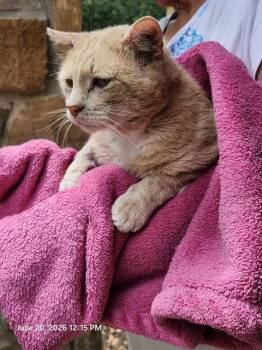 MORRIS -  Domestic Short Hair Cat for Adoption in San Antonio, Texas - MORRIS | PetCurious