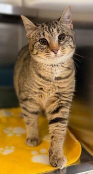 Wyoming -  Domestic Short Hair Cat for Adoption in Columbus, Nebraska - Wyoming | PetCurious