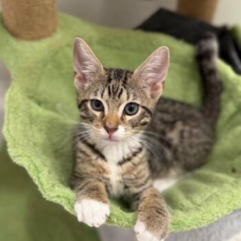 Domestic Short Hair Cats Available for Adoption in South Miami, Florida - Scruffy | PetCurious