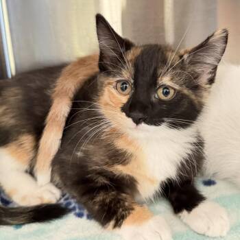 Guri -  Domestic Short Hair Cat for Adoption in Los Angeles, California - Guri | PetCurious