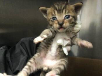Domestic Short Hair Cats Available for Adoption in Thousand Palms, California - MEADOW | PetCurious