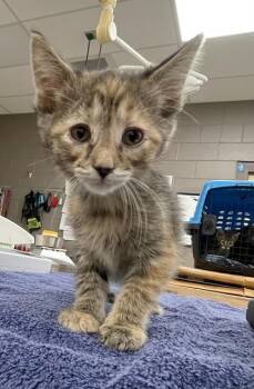 Domestic Short Hair Cats Available for Adoption in Westland, Michigan - Cinnamon | PetCurious