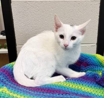 Diego -  Domestic Short Hair Cat for Adoption in Dalton, Georgia - Diego | PetCurious