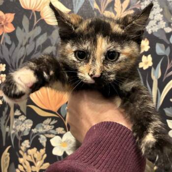 Rescue Domestic Short Hair Cats for Adoption in Westminster, California - Elote | PetCurious