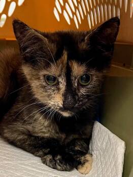 Domestic Short Hair Cats Available for Adoption in Hartford City, Indiana - Fancy | PetCurious