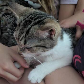 Domestic Short Hair Cats Available for Adoption in Fairfax Station, Virginia - Gigi | PetCurious