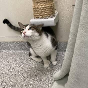 Samee -  Domestic Short Hair Cat for Adoption in Enfield, New Hampshire - Samee | PetCurious
