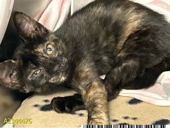COCO -  Domestic Short Hair Cat for Adoption in West Palm Beach, Florida - COCO | PetCurious