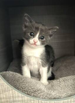Mimi -  Domestic Short Hair Cat for Adoption in Denver, Colorado - Mimi | PetCurious