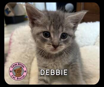 Domestic Short Hair Cats Available for Adoption in Hershey, Pennsylvania - Debbie | PetCurious
