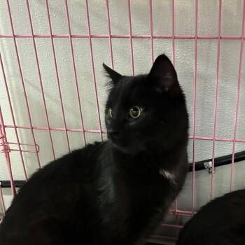 Domestic Short Hair Cats Available for Adoption - Curly | PetCurious