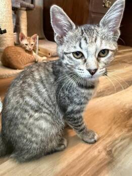 Marie -  Domestic Short Hair Cat for Adoption in Fort Collins, Colorado - Marie | PetCurious