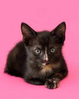 Eleanor Rigby -  Domestic Short Hair Cat for Adoption in Detroit, Michigan - Eleanor Rigby | PetCurious