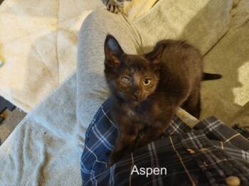 Rescue Domestic Short Hair Cats for Adoption in West Chester, Pennsylvania - Aspen | PetCurious