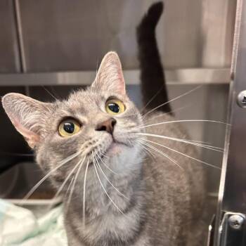 Jae -  Domestic Short Hair Cat for Adoption in Chapel Hill, North Carolina - Jae | PetCurious