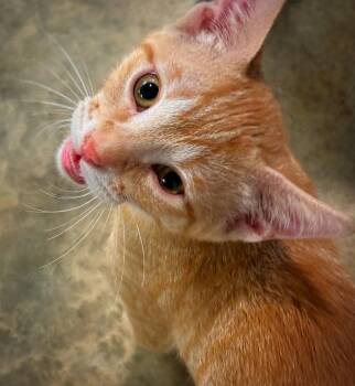 Greg -  Domestic Short Hair and American Shorthair Cat for Adoption in Holly Springs, Mississippi - Greg | PetCurious