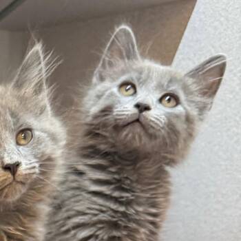 Reuben -  Domestic Long Hair Cat for Adoption in Pittsburgh, Pennsylvania - Reuben | PetCurious