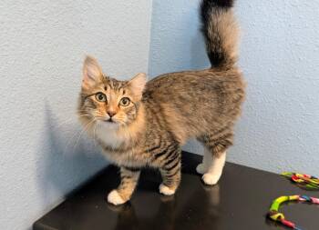 Domestic Medium Hair Cats Available for Adoption - Binx | PetCurious