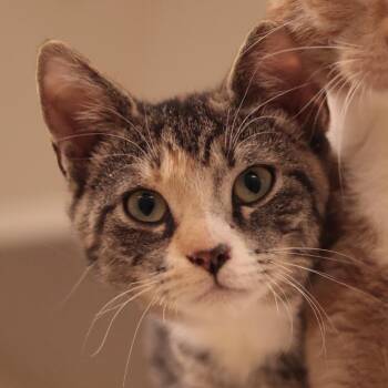 Domestic Short Hair Cats Available for Adoption in Philadelphia, Pennsylvania - Busy Bee | PetCurious