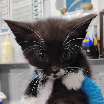 Domestic Short Hair Cats Available for Adoption in Summerville, South Carolina - Fuji | PetCurious