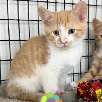 Tater -  Domestic Short Hair Cat for Adoption in Trenton, New Jersey - Tater | PetCurious