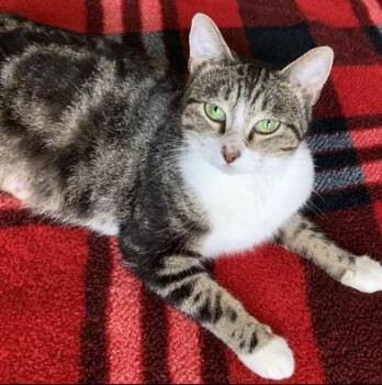 Moira Rose -  Domestic Short Hair Cat for Adoption in Liverpool, Texas - Moira Rose | PetCurious