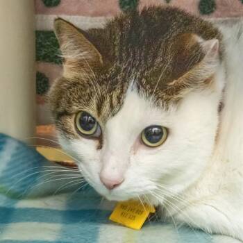 Domestic Short Hair Cats Available for Adoption in St. Louis, Missouri - CAKES | PetCurious