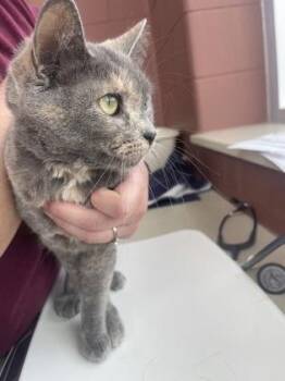 Domestic Short Hair Cats Available for Adoption in Westland, Michigan - Pam | PetCurious