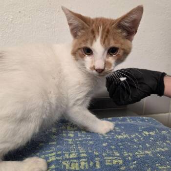 Berga Gandor -  Domestic Short Hair Cat for Adoption in Austin, Texas - Berga Gandor | PetCurious