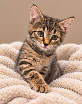 Lucky -  Domestic Short Hair Cat for Adoption in Atglen, Pennsylvania - Lucky | PetCurious